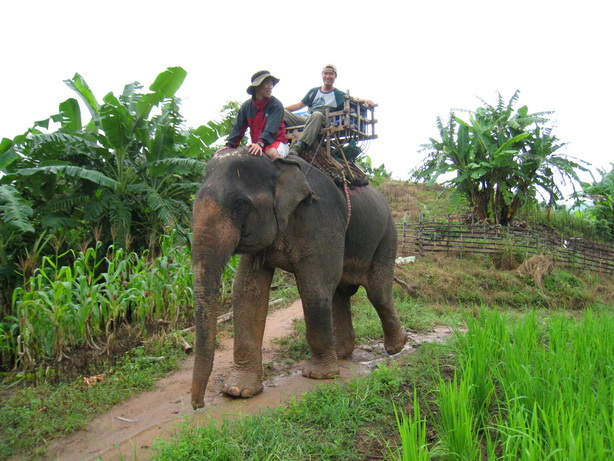 elephant ride